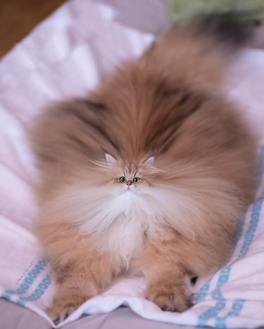 Fluffy cat with tiny head