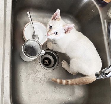 A cat is inside a sink with dishes.