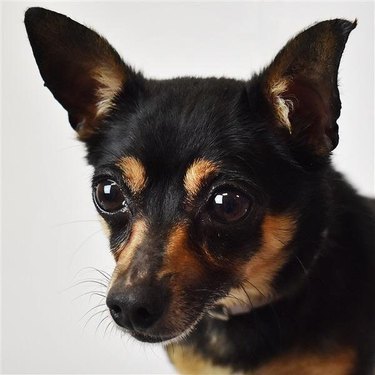 dogs with great eyebrows