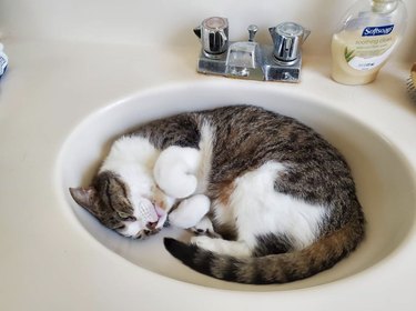 A cat is curled up inside a sink.