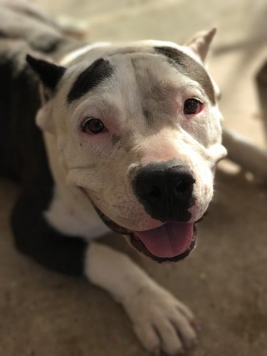 dogs with great eyebrows