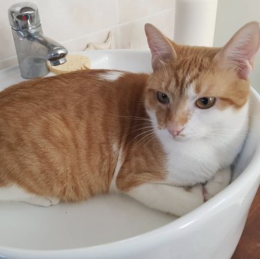 orange cat inside small sink