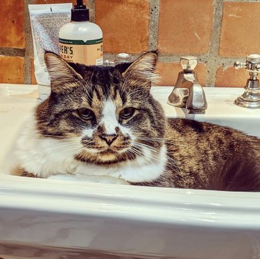 cat getting comfy inside sink