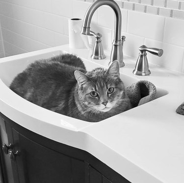 A black and white picture of a cat in a sink.
