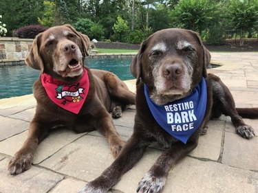 dogs with great eyebrows