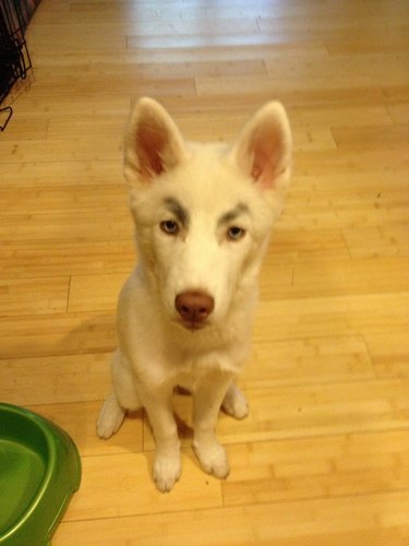 dogs with great eyebrows