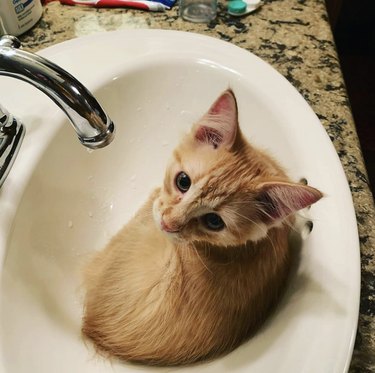 An orange cat is inside a sink.