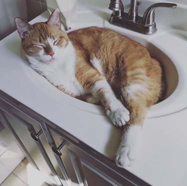 orange cat inside sink