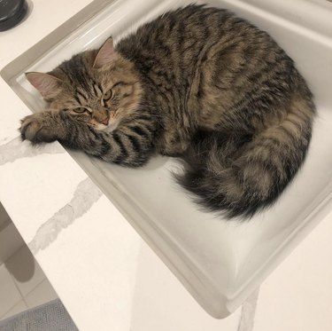 A striped cat is inside a sink.
