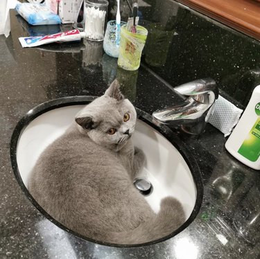 A gray cat is inside a sink.