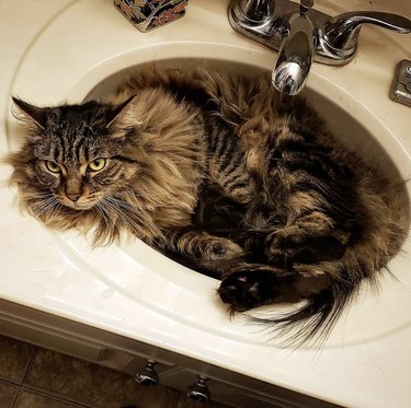 A fluffy cat is inside a sink.