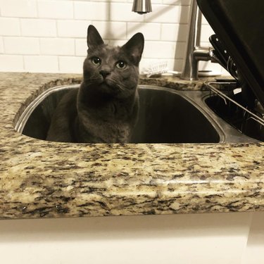 A dark gray cat is inside a sink.