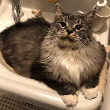 fat cat inside sink