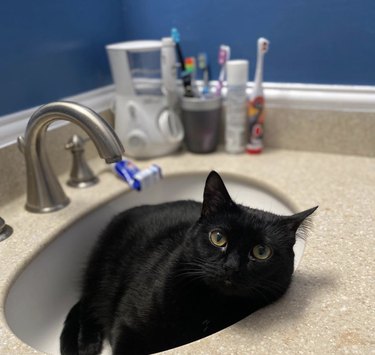 A black cat is inside a sink.