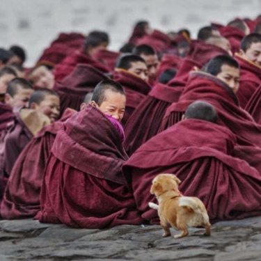 Dog approaching group of monks.