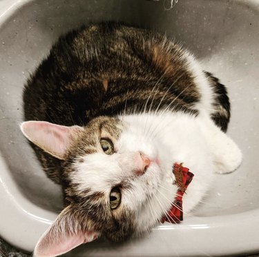 A cat with a bowtie is in a sink.