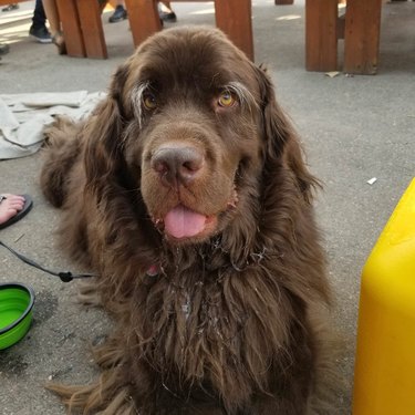 dogs with great eyebrows