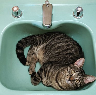 A cat is in an aqua colored sink.