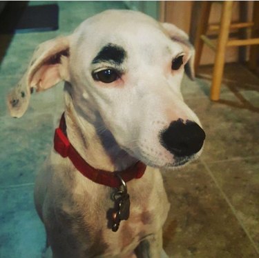 dogs with great eyebrows