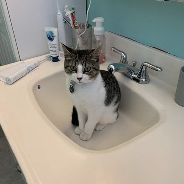 gray and white cat inside sink