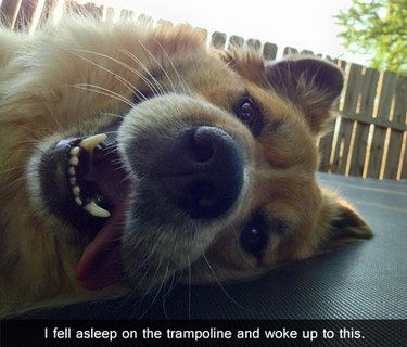 Dog lying on trampoline.