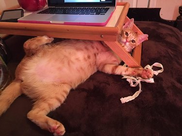 cat under laptop