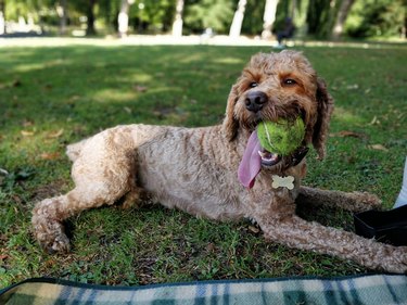 dog at park with tennis ball