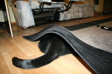 Cat hiding under rug