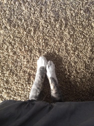 Cat hiding under bed with his paws sticking out