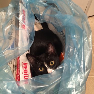 Cat sitting in plastic bag