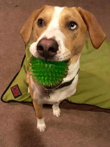 dog with chew ball toy
