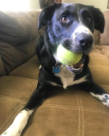 dog excited to play with tennis ball