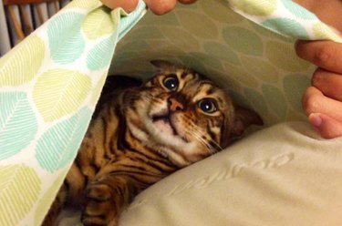 Cat hiding in pillow case