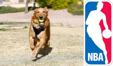 dog running with tennis ball