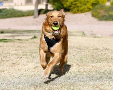 dog running with tennis ball