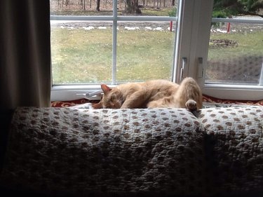 Silly cat poses guaranteed to make you LOL