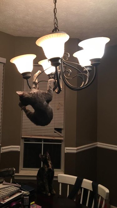 cat hanging onto light fixture