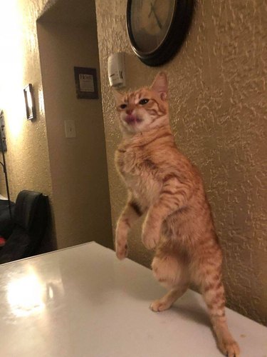 cat standing on hind legs