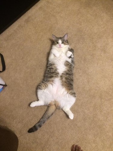 cat leaves belly exposed
