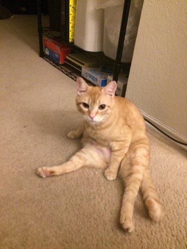 cat sitting like person