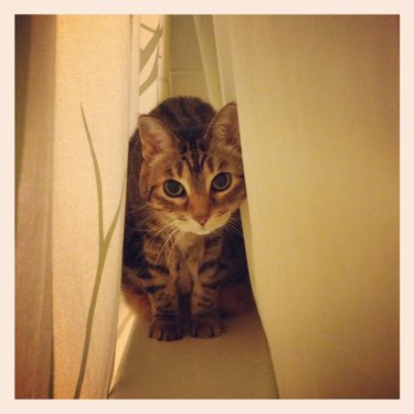 Cat hiding between curtains