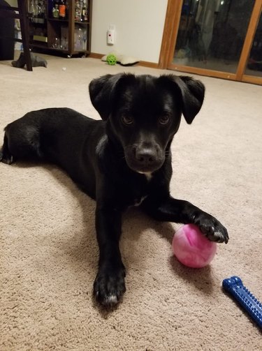 puppy and tennis ball