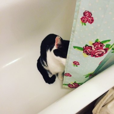 Cat hiding behind shower curtain