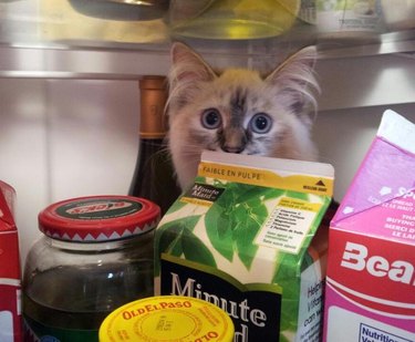 Cat hiding in fridge