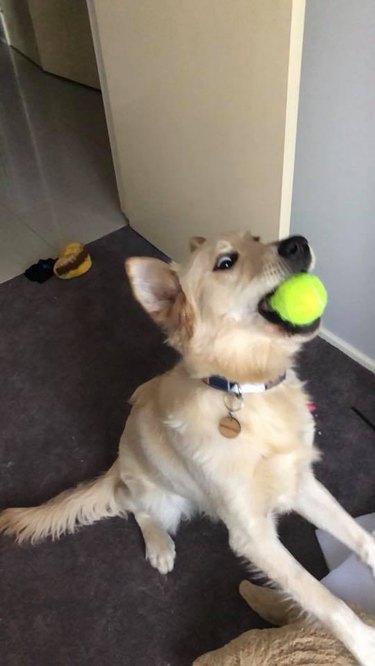 dog excited about tennis ball