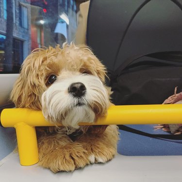 A dog rests their head on a handrail on the bus.