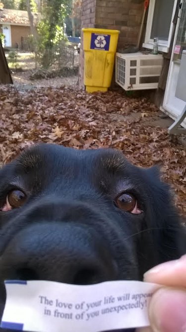 Dog and paper from fortune cookie that says "The love of your life will appear in front of you unexpectedly"