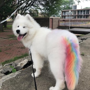 Samoyed with a rainbow tail