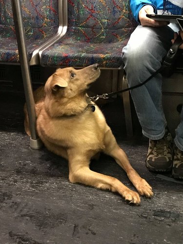A dog is on a train and looking up at their human while on a subway.
