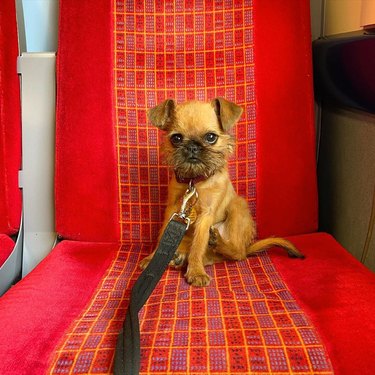 A small dog sits on a red train seat.